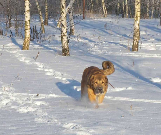 Брунгильда с мячиком.